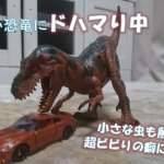 最近の風呂釜洗浄剤状況＆ねこ助店長の家の日々【クリーンパートナー】