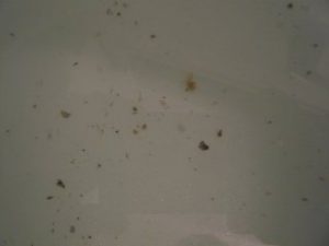 ジャバを使用した方からの、風呂釜洗浄依頼が続いています